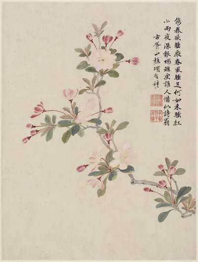 Zierapfelblüte aus einem Blumenalbum mit zehn Blättern, 1656 von Shengmo Xiang